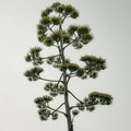Runyon Canyon 1 Photograph by Barry Balczun